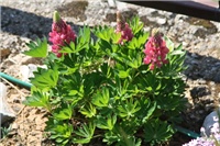 fce1fa3a-IMG_7055 lupinus.jpg